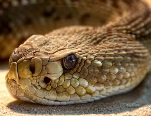 Змия с отрязана глава за малко не уби мъж (ВИДЕО)