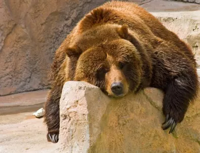 Една убита мечка стана национален въпрос в Румъния
