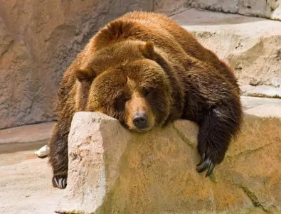Гледайте как мечокът Тони от зоопарка в София се готви за зимен сън (ВИДЕО)