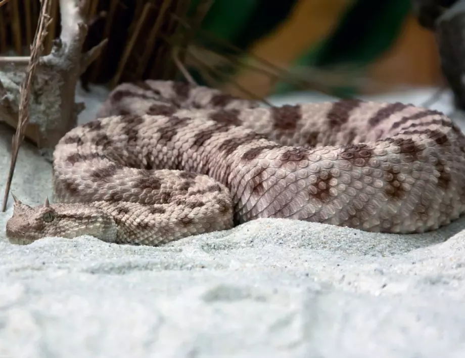 Интересни факти за змиите, които ще ви изумят