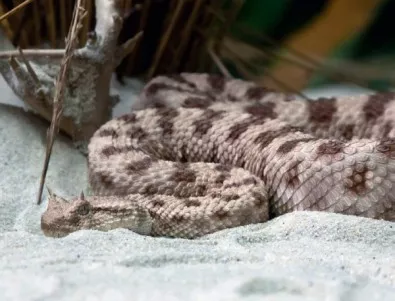 Разказват за отровните змии в Бургас