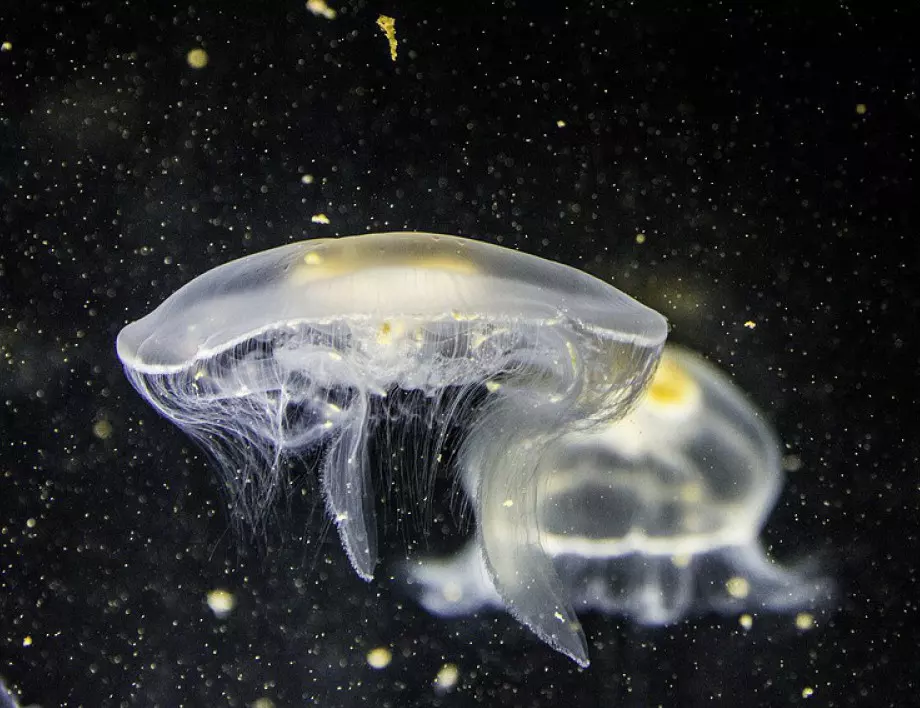 Скоро може да ядем медузи вместо морски дарове
