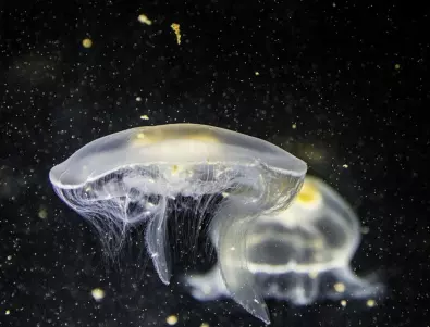 Медуза уби тийнейджър 