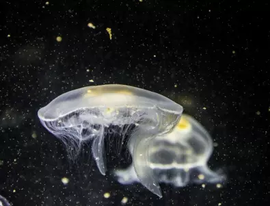 Ужилване от медуза – какво трябва и какво не трябва да правите