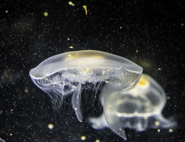 Опасни ли са медузите в Черно море?