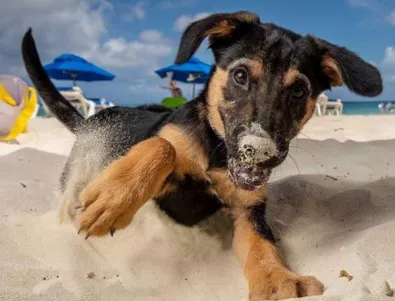 Карибски остров радва посетителите си с кученца за гушкане