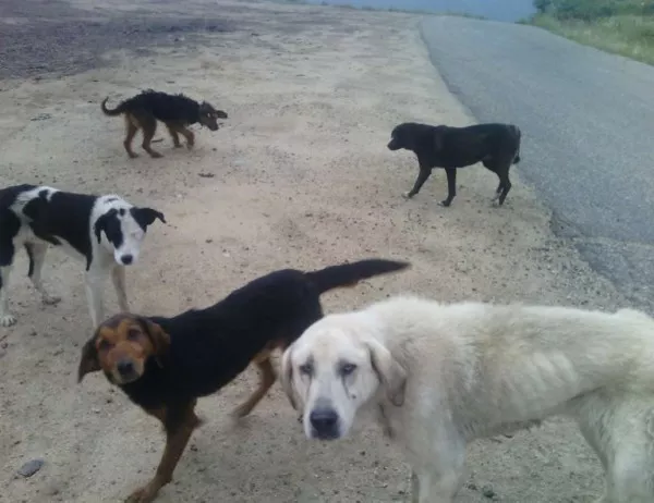 "Четири лапи" предупреждават - общински власти изхвърлят бездомни кучета