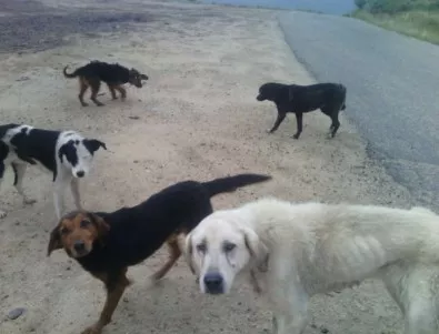 Община Елин Пелин призова гражданите да подават сигнали за бездомни кучета