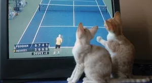 Футбол и спорт по телевизията днес (08.09)