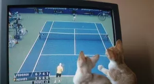 Спортът по телевизията днес