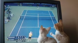 Спортът по телевизията днес