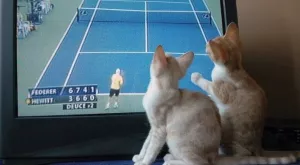 Спорт и футбол по телевизията днес (01.11)