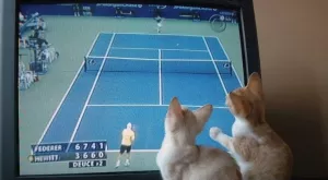 Спортът по телевизията днес (12.11)