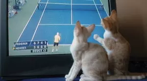 Спортът по телевизията днес (22.01)