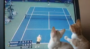 Спортът по телевизията днес (23.01)