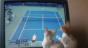 Спортът по телевизията днес (9.11)