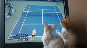 Футбол и спорт по телевизията днес (18.01)