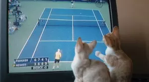 Спортът по телевизията днес (28 февруари)