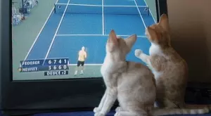 Спортът по ТВ - Ето какво да гледаме днес, 12 октомври, четвъртък