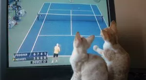 Спортът по телевизията днес