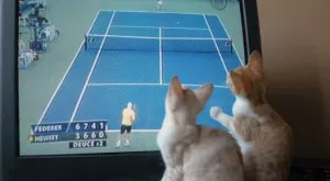 Спортът по телевизията днес