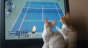 Спортът по телевизията днес