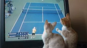 Футбол и спорт по телевизията днес