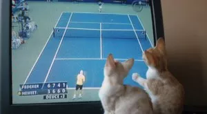 Футбол и спорт по телевизията днес