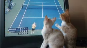 Спортът по телевизията днес