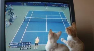 Спорт по телевизията днес