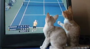 Спортът по телевизията днес (17.06)