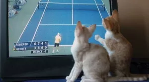 Спортът по телевизията днес (21.06)