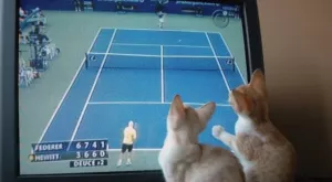 2018/07/04/0517949001530686289