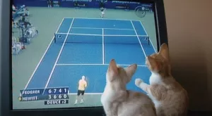 Спортът по телевизията днес (3.09)