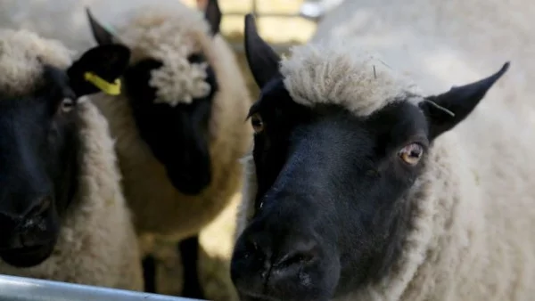 Новините: Най-важното за деня, 17 юли