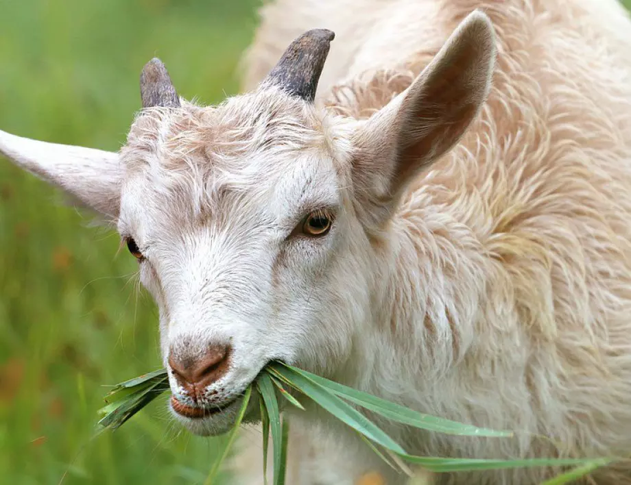 Кози тръгнаха свободно из опразнени заради коронавируса уелски улици