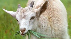 Откриха огнища на чума по дребни преживни животни в Ямболско 