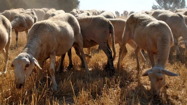 Проверяват за нерегламентирано транспортиране на животни през Сливенско