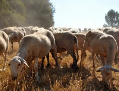 Областният на Ямбол призова фермата в Болярово да допусне ветеринарните власти