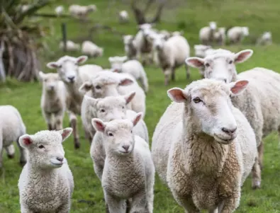 МЗХГ: Строг научен подход при прилагането на антибиотици в животновъдството 