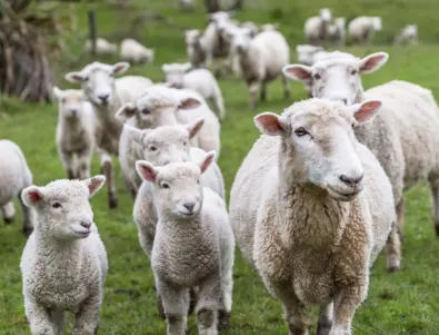 Стадо овце тероризира британско село