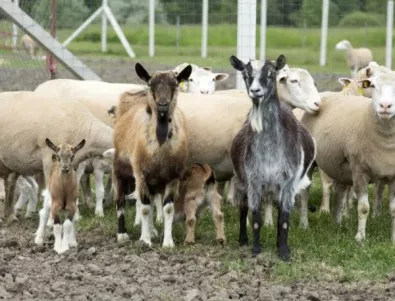 Чумата по кози и овце стигна до Болярово, откриха вторично огнище на заразата