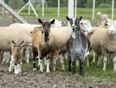 Опозицията в Турция пита дали внесените от България овце са заразени