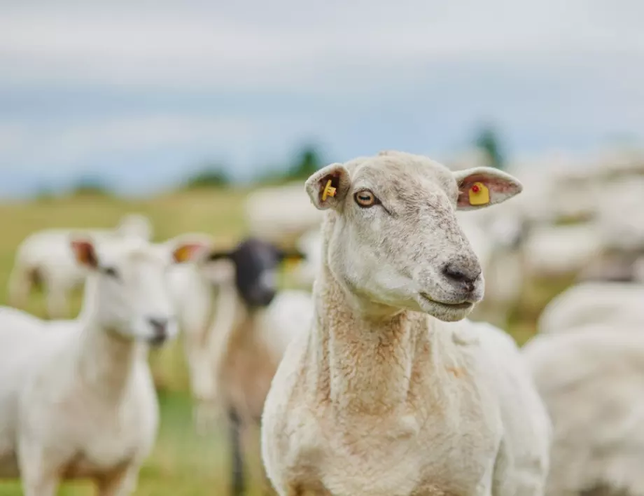 Сушата в Австралия сви стадата овце до рекордно ниско ниво 