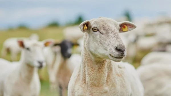 Нова телефонна измама - с чумата по овцете и козите