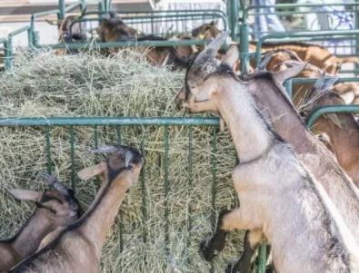 Собствениците на стадото в Болярово отказват да допуснат ветеринарни екипи