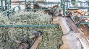 Животновъди се канят да протестират заради продължаващата карантина във фермите
