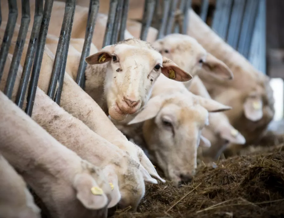 Валя Ахчиева разказва: Куп европари за овце, които ги няма - европрокуратурата се е заела