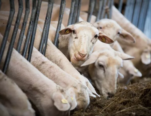 Държавата реши да спре да евтанизира животни в Ямболско засега