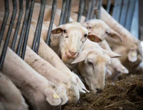 Пак съмнения за действията на БАБХ относно кризата с чумата по овцете и козите